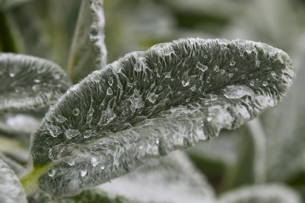 Geada atinge Sul do Brasil e coloca trigo de inverno em alerta máximo em julho de 2026
