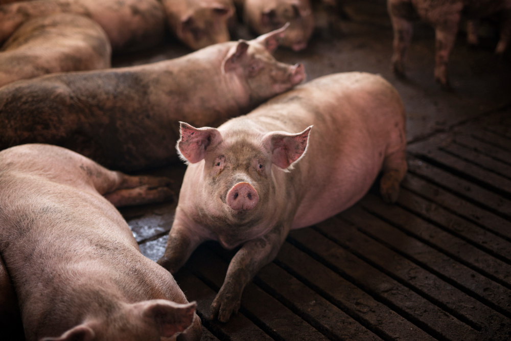 Mercado de suínos se mantém estável, mas custos de produção continuam pressionando margens